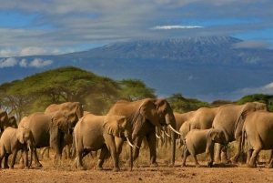 ナイロビ：マサイ村と行くアンボセリ国立公園の日帰り旅行