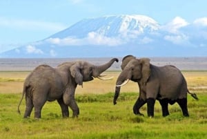 Nairobi: Dagsutflykt till Amboseli National Park