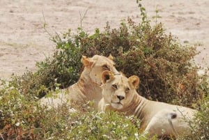 Nairobi: Amboselin kansallispuiston päiväkierros ja Maasai-kylä