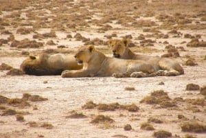 Nairobi: Amboselin kansallispuiston päiväkierros ja Maasai-kylä