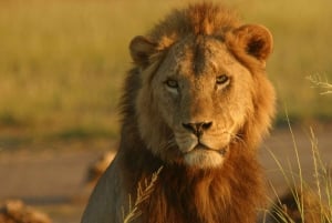 Nairobi: Amboselin kansallispuiston päiväkierros ja Maasai-kylä