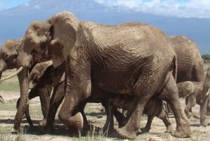 Nairobi: Amboselin kansallispuiston päiväkierros ja Maasai-kylä