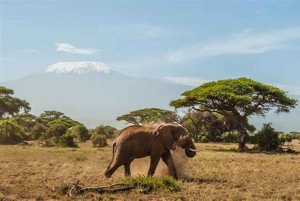 Nairobi: Amboselin kansallispuiston päiväkierros ja Maasai-kylä