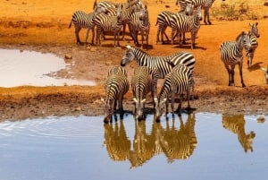 Nairobi: Amboselin kansallispuiston päiväkierros ja Maasai-kylä