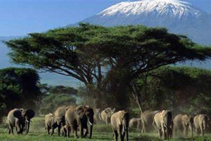 Nairobi: Amboselin kansallispuiston päiväkierros ja Maasai-kylä