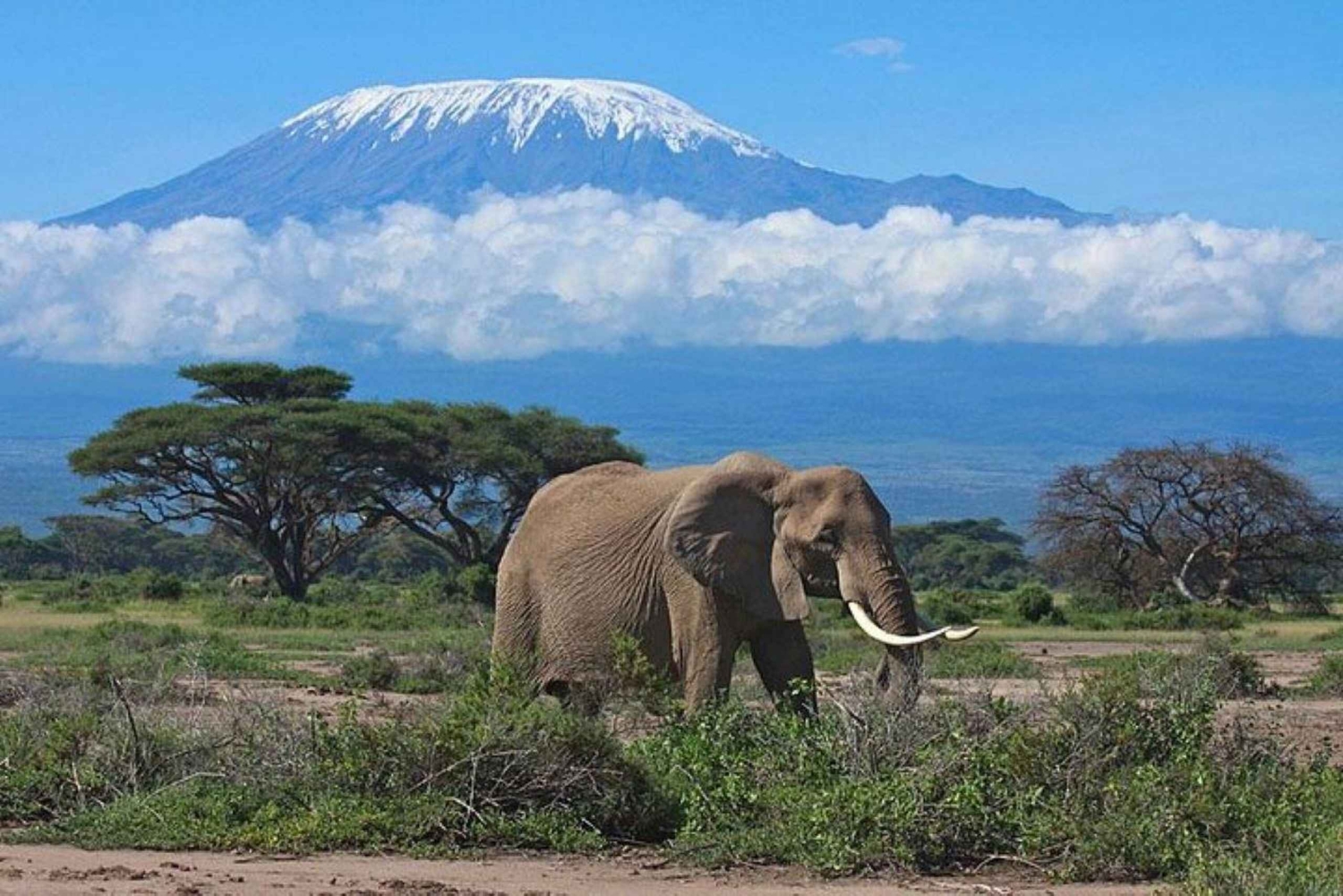 Nairobi : Excursion d'une journée dans le parc national d'Amboseli