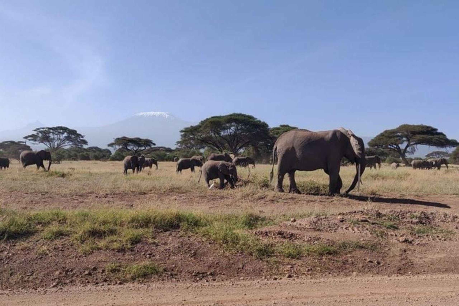 Nairobi : Excursion d'une journée dans le parc national d'Amboseli