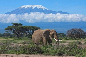 Nairobi : Excursion d'une journée dans le parc national d'Amboseli