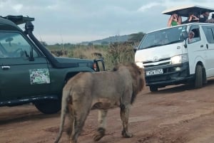 Найроби: однодневная поездка в национальный парк Амбосели