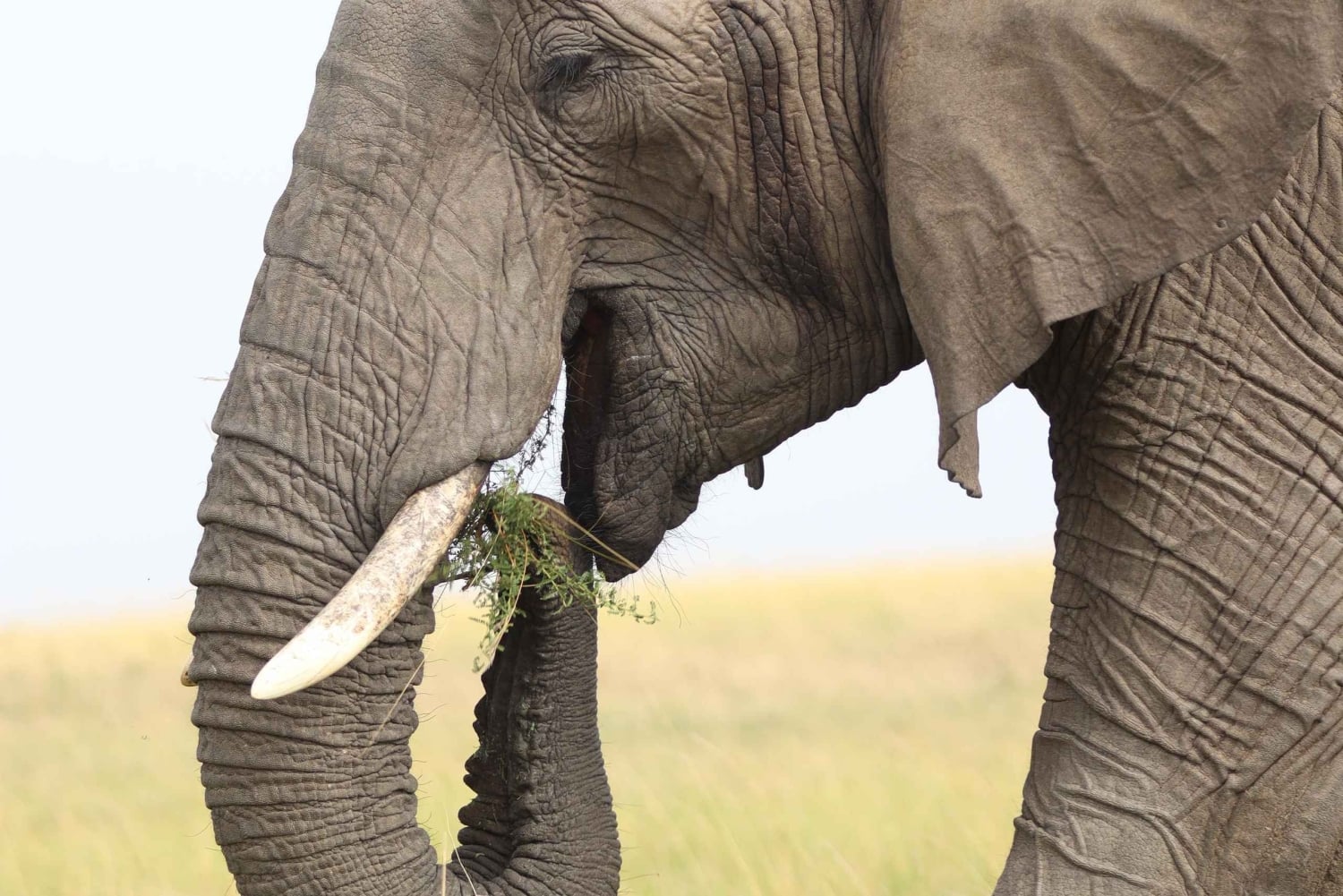 Nairobi: Amboseli National Park en Maasai Village dagtour