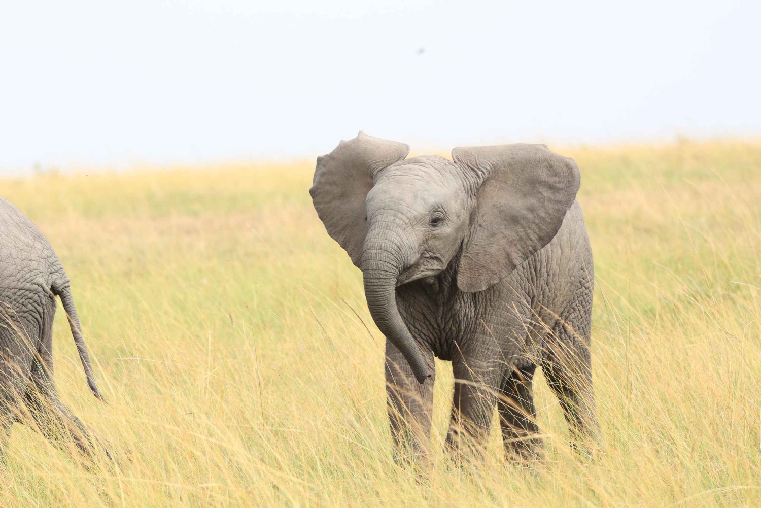 Nairobi: Amboseli National Park en Maasai Village dagtour