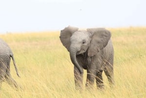 Nairobi: Amboseli National Park en Maasai Village dagtour