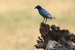 Nairobi: Amboseli National Park en Maasai Village dagtour