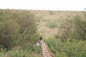 Nairobi: Amboseli National Park en Maasai Village dagtour