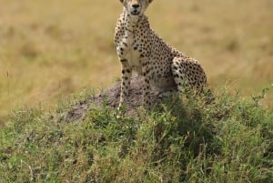 Nairobi: Amboseli National Park en Maasai Village dagtour