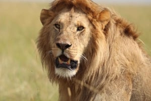 Nairobi: Amboseli National Park en Maasai Village dagtour