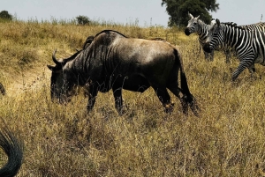 Nairobi: Amboseli National Park en Maasai Village dagtour