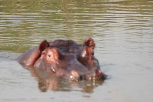 Nairobi: Amboseli National Park en Maasai Village dagtour