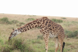 Nairobi: Amboseli National Park en Maasai Village dagtour