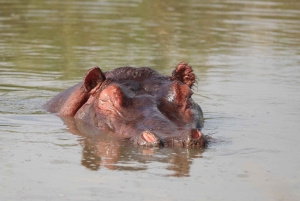 Nairobi: Amboseli National Park en Maasai Village dagtour