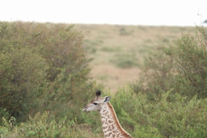 Nairobi: Amboseli National Park en Maasai Village dagtour
