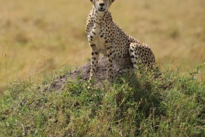Nairobi: Amboseli National Park en Maasai Village dagtour