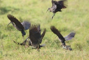 Nairobi: Amboseli National Park en Maasai Village dagtour
