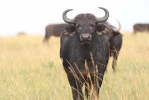 Nairobi: Amboseli National Park en Maasai Village dagtour