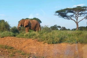 Nairobi: Amboselin kansallispuisto, yön yli kestävä safarikierros