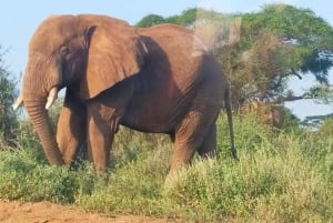 Nairobi: Amboselin kansallispuisto, yön yli kestävä safarikierros