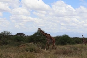 Nairobi: Amboselin kansallispuisto, yön yli kestävä safarikierros