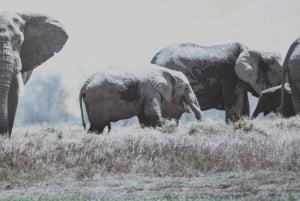 Nairobi: Amboselin kansallispuisto, yön yli kestävä safarikierros