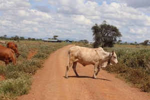 Nairobi: Amboselin kansallispuisto, yön yli kestävä safarikierros