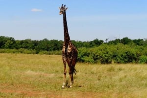 Nairobi: Amboselin kansallispuisto, yön yli kestävä safarikierros