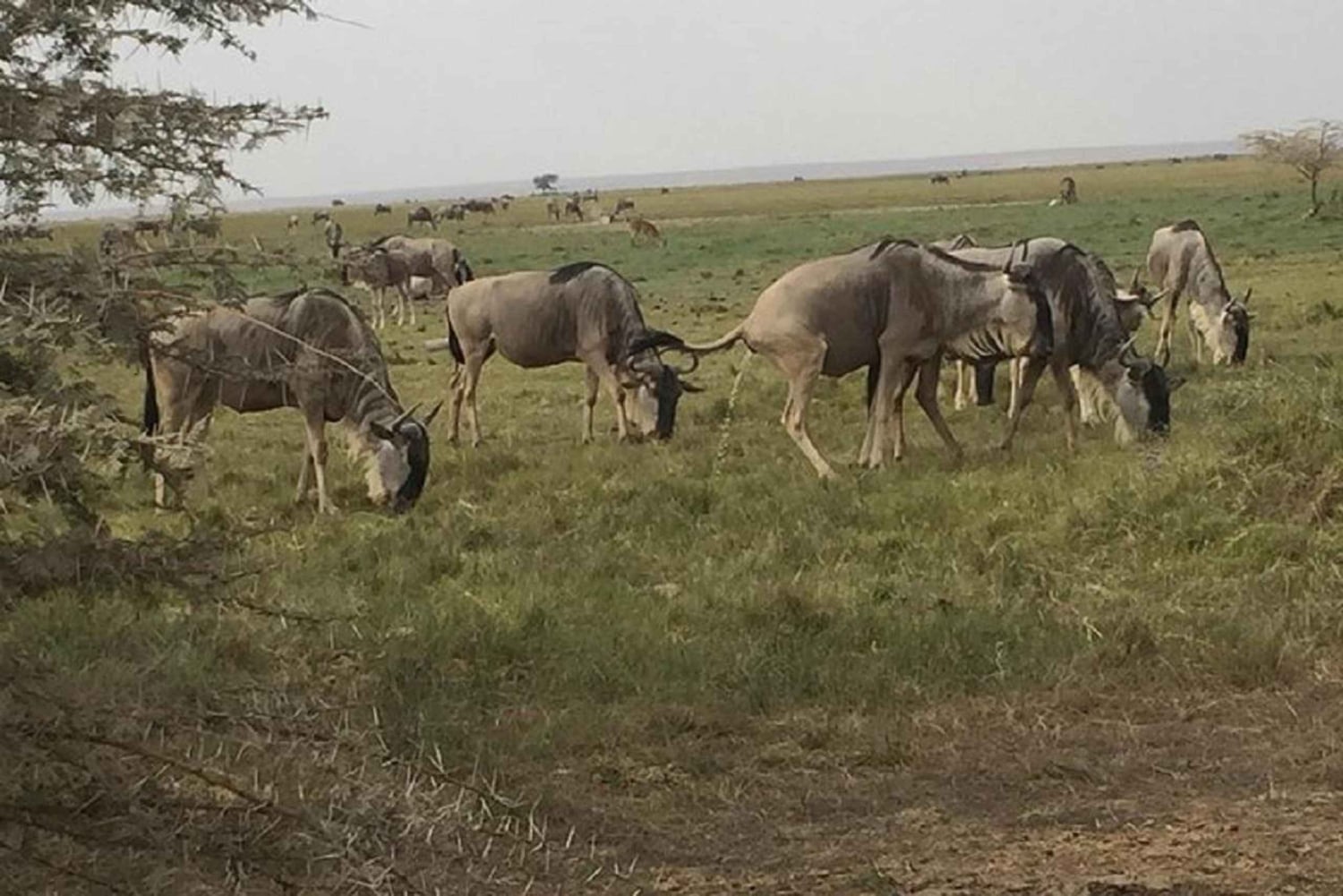 Nairobi: safari w Parku Narodowym Amboseli i wioska Masajów