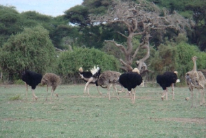 Nairobi: Amboseli National Park-safari og Maasai-landsby
