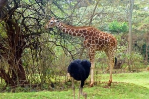 Nairobi Animal Orphanage, SafariWalk and Kenya Bomas Tour
