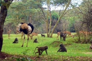 Nairobi Animal Orphanage, SafariWalk and Kenya Bomas Tour