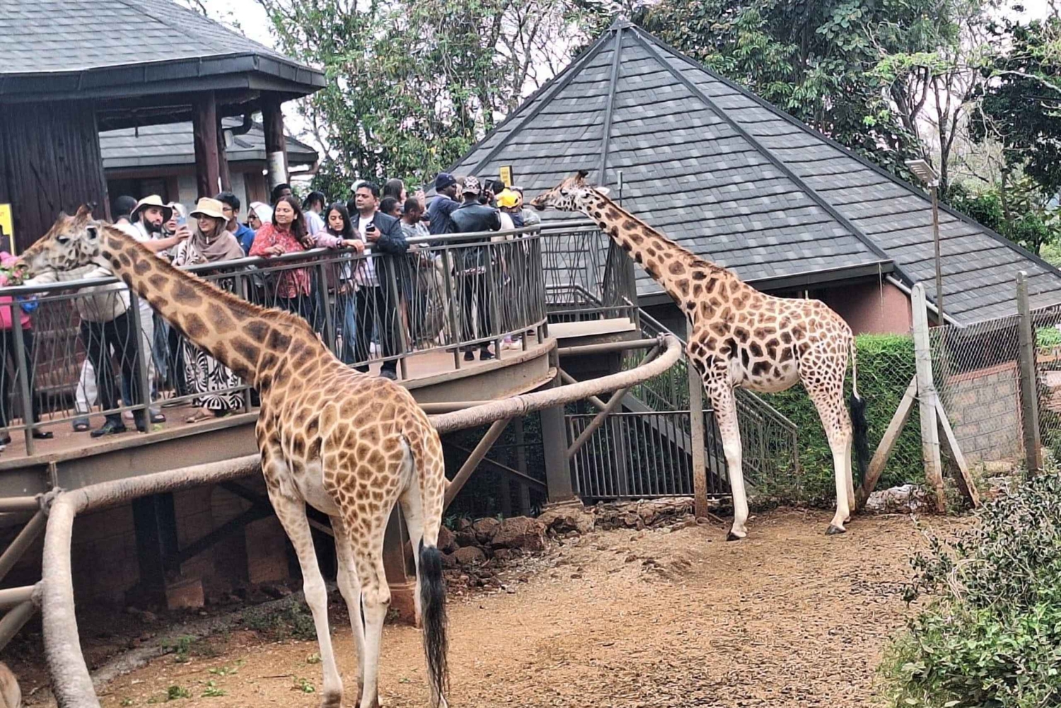 Nairobi: Baby Elephants, Giraffe Center and Bomas of Kenya