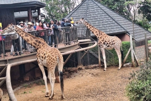 Nairobi: małe słonie, centrum żyraf i Bomas of Kenya