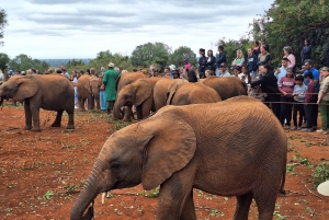 Nairobi: Baby-Elefanten, Giraffe Center und Bomas of Kenya