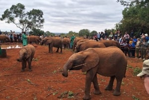 Nairobi: Olifantenbaby's, Giraffencentrum en Bomas van Kenia
