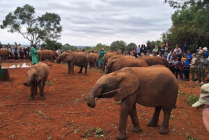 Nairobi: małe słonie, centrum żyraf i Bomas of Kenya