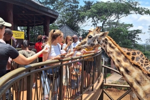 Nairobi: Baby Elephants, Giraffe Center and Bomas of Kenya