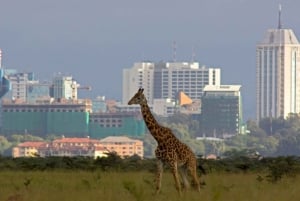 Nairobi: Traslado de ônibus de/para Moshi