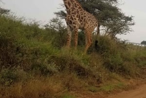 Nairobi City: Nairobi National Park Half-Day Private Tour