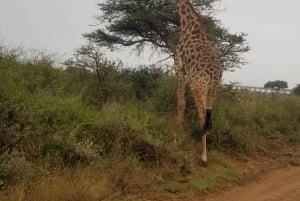 Nairobi City: Nairobi National Park Half-Day Private Tour