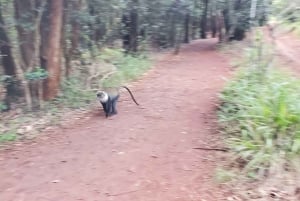 Nairobi City Nature Tour with Local Cuisine: Karura Forest
