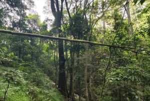 Nairobi City Nature Tour with Local Cuisine: Karura Forest