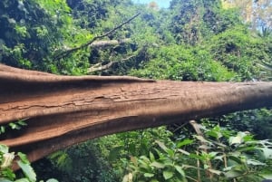 Nairobi City Nature Tour with Local Cuisine: Karura Forest